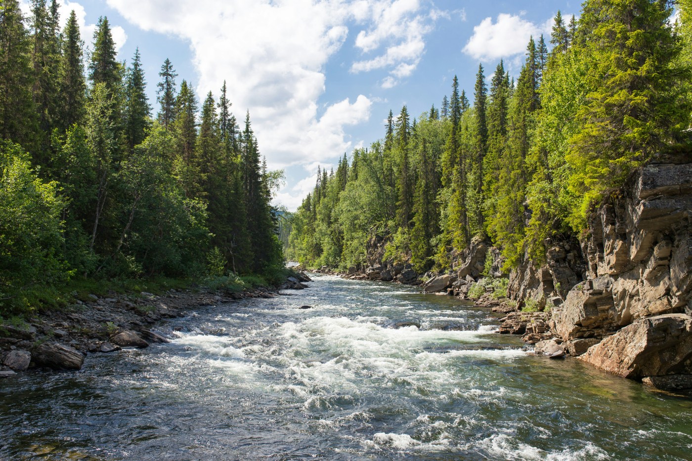 River flowing between forested banks